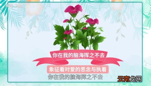 天竺葵花语 天竺葵寓意