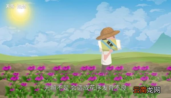 天竺葵花语 天竺葵寓意