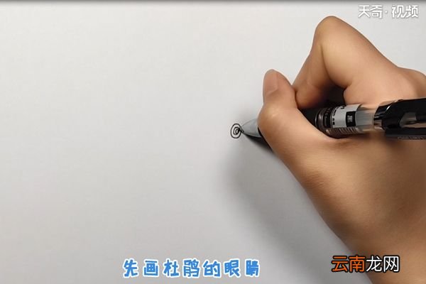 杜鹃简笔画