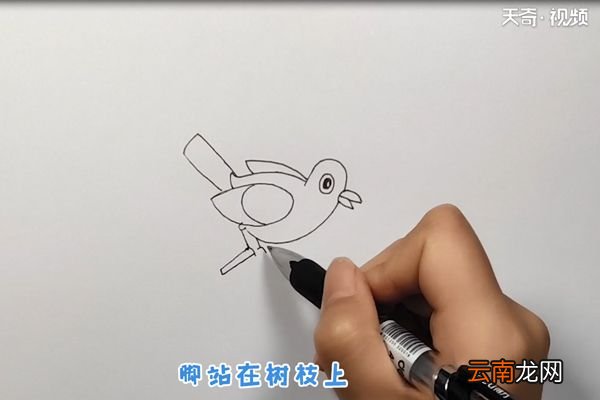 杜鹃简笔画