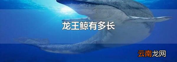 龙王鲸有多长