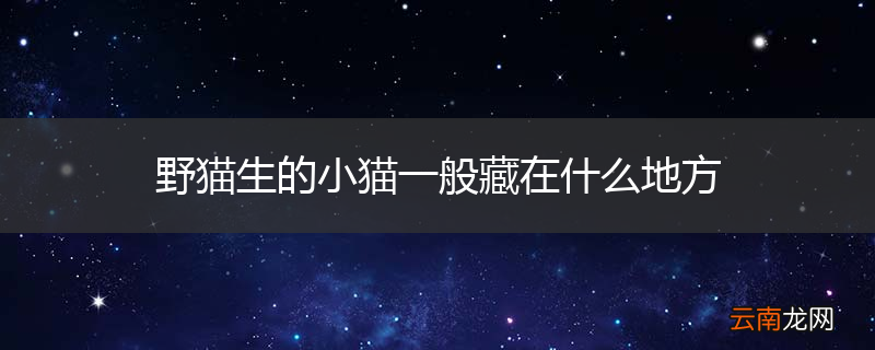 野猫生的小猫一般藏在什么地方