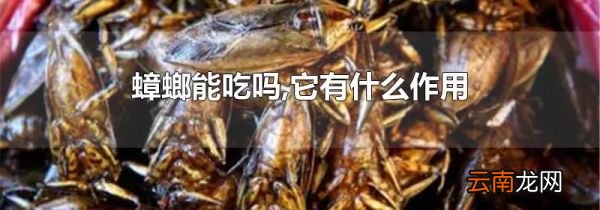 蟑螂能吃吗,它有什么作用