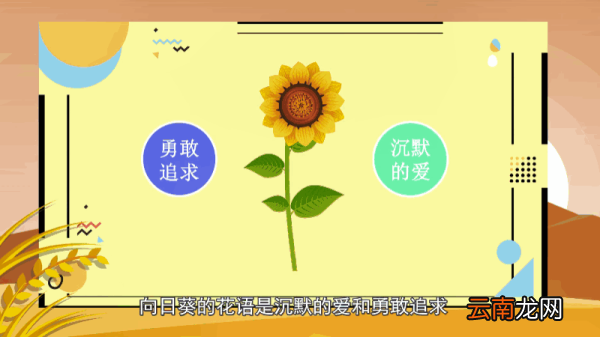向日葵的花语 向日葵的花语是什么