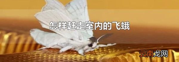 怎样赶走室内的飞蛾