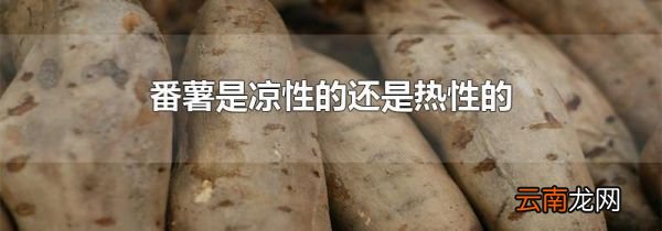 番薯是凉性的还是热性的