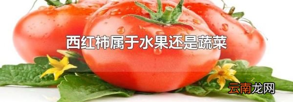 西红柿属于水果还是蔬菜
