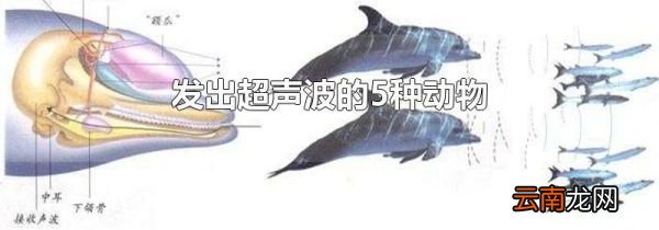 发出超声波的5种动物