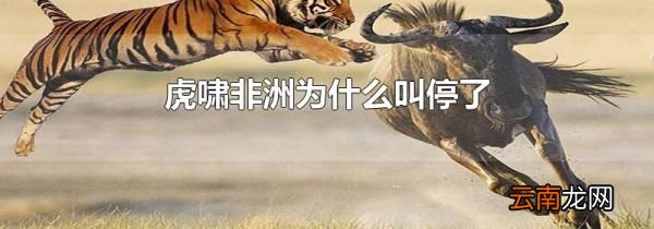 虎啸非洲为什么叫停了