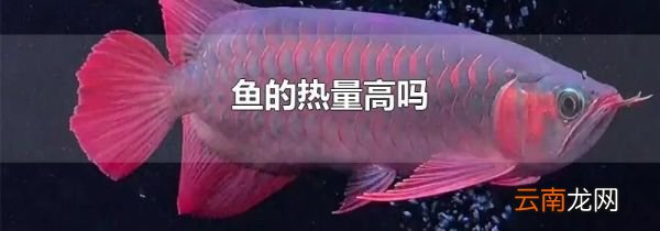 鱼的热量高吗
