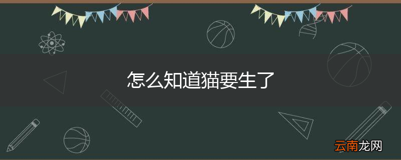 怎么知道猫要生了