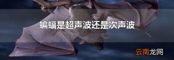蝙蝠是超声波还是次声波