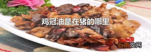 鸡冠油是在猪的哪里