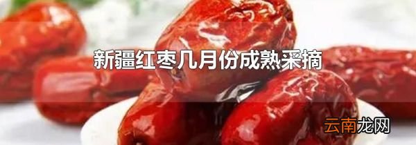 新疆红枣几月份成熟采摘