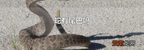 蛇有尾巴吗