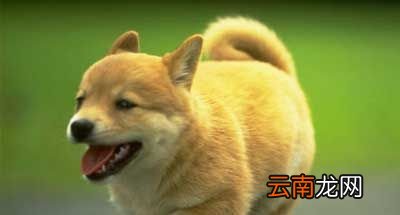 狗在天热时为什么会吐舌头?