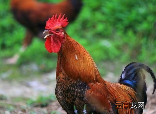 公鸡为什么打鸣?
