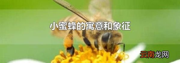 小蜜蜂的寓意和象征