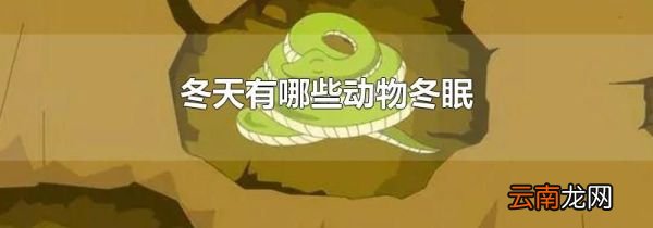 冬天有哪些动物冬眠
