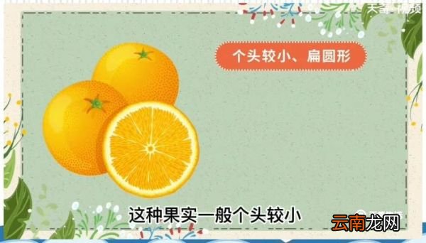 橘子 桔子 有啥区别 橘子桔子有啥区别