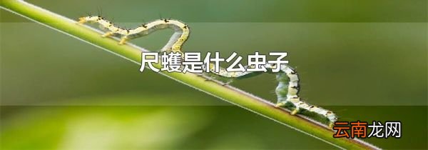 尺蠖是什么虫子
