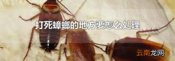 打死蟑螂的地方要怎么处理
