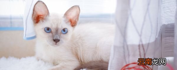 郑振铎的猫的中心主旨 郑振铎的猫的中心思想是什么