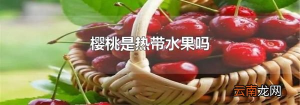 樱桃是热带水果吗
