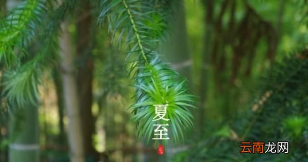 夏至将至：与夏至节气有关的诗句和壁纸