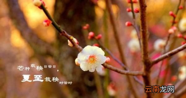 夏至将至：与夏至节气有关的诗句和壁纸