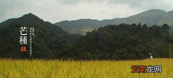今日迎来“芒种”节气：麦黄梅熟，仲夏开始