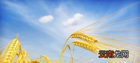 今日迎来“芒种”节气：麦黄梅熟，仲夏开始