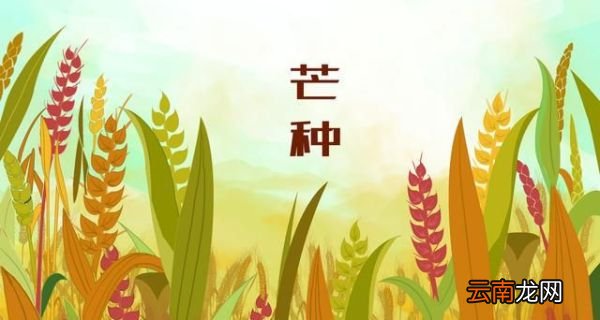 “草生芒种后,叶落立秋前” 芒种都有哪些习俗