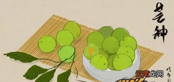 “草生芒种后,叶落立秋前” 芒种都有哪些习俗