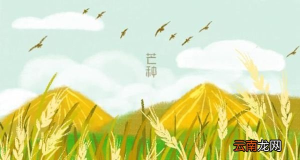 “草生芒种后,叶落立秋前” 芒种都有哪些习俗