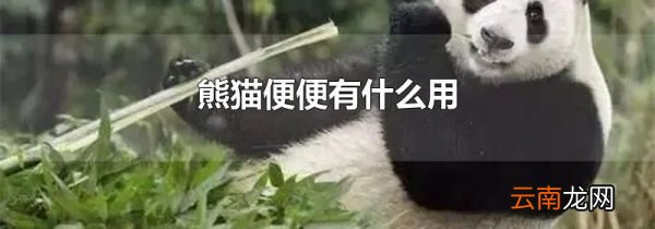 熊猫便便有什么用
