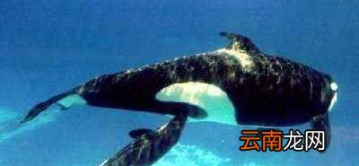 鲸为什么是哺乳动物?