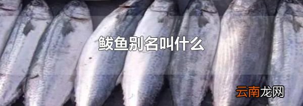 鲅鱼别名叫什么