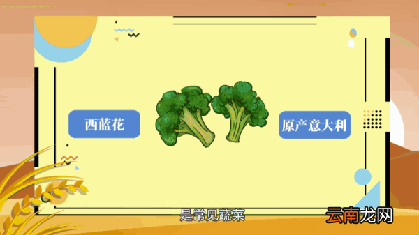 西兰花的花语 西兰花的花语是什么
