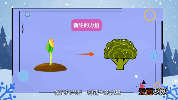 西兰花的花语 西兰花的花语是什么