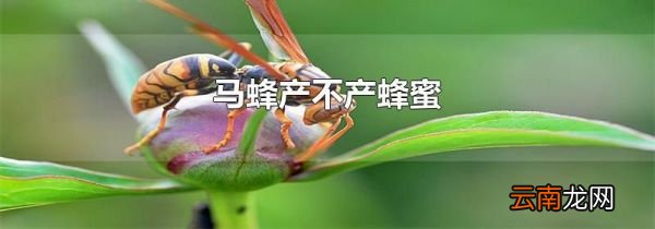 马蜂产不产蜂蜜