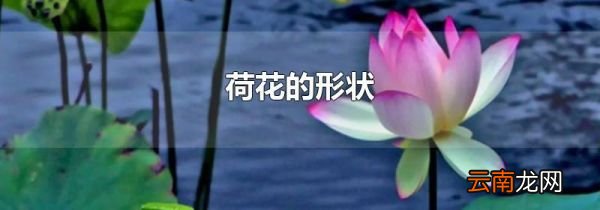 荷花的形状