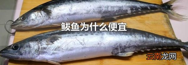 鲅鱼为什么便宜