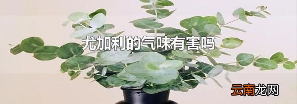 尤加利的气味有害吗