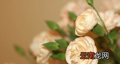 母亲节该送什么花？看完这些不再愁怎么选花了