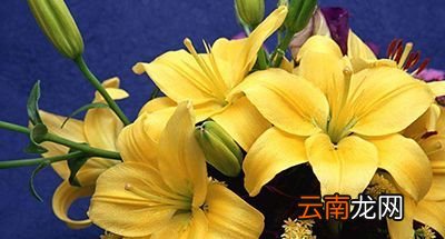 母亲节该送什么花？看完这些不再愁怎么选花了
