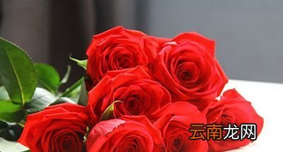 母亲节该送什么花？看完这些不再愁怎么选花了