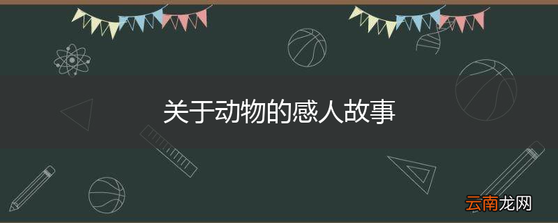 关于动物的感人故事