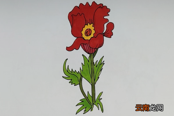 虞美人简笔画
