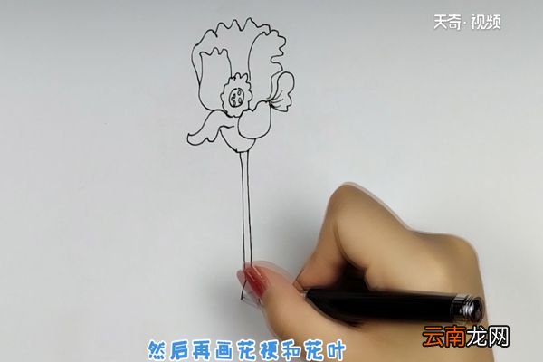 虞美人简笔画